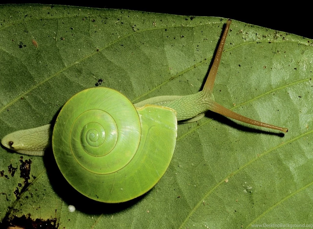 Snail Computer Wallpapers, Desktop Backgrounds Desktop Background