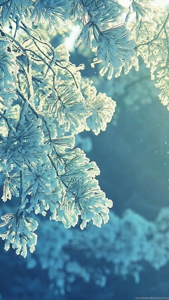 540x960 Beautiful Snow Tree Htc One Phone Wallpapers HD Mobile