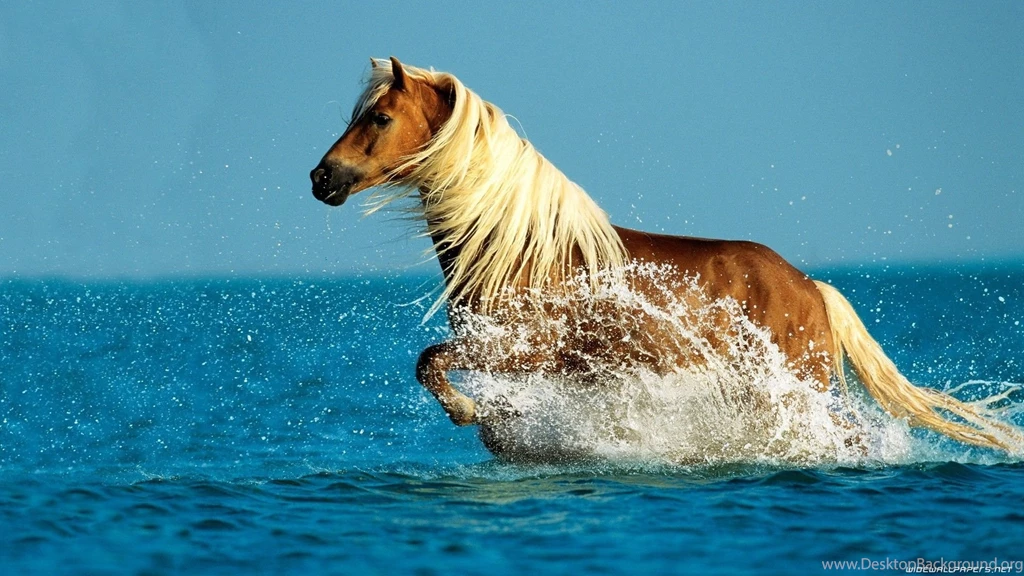 Www.intrawallpaper.com Animals Page 1