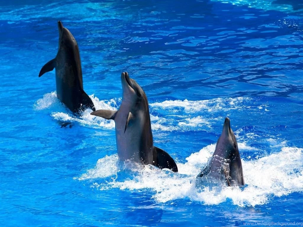 25 Cute Free Dolphin Wallpapers Desktop Background