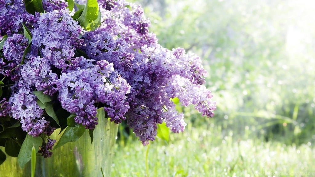 Lilac Flower Drawing Wallpaper.