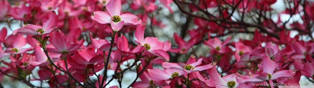 Pink Dogwood Tree Spring Bloom HD Desktop Wallpapers : Dual Monitor