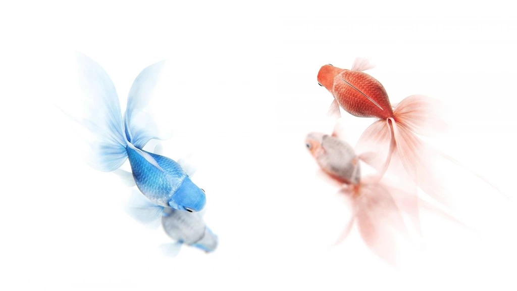1600x900 Red Blue Goldfish Wallpapers