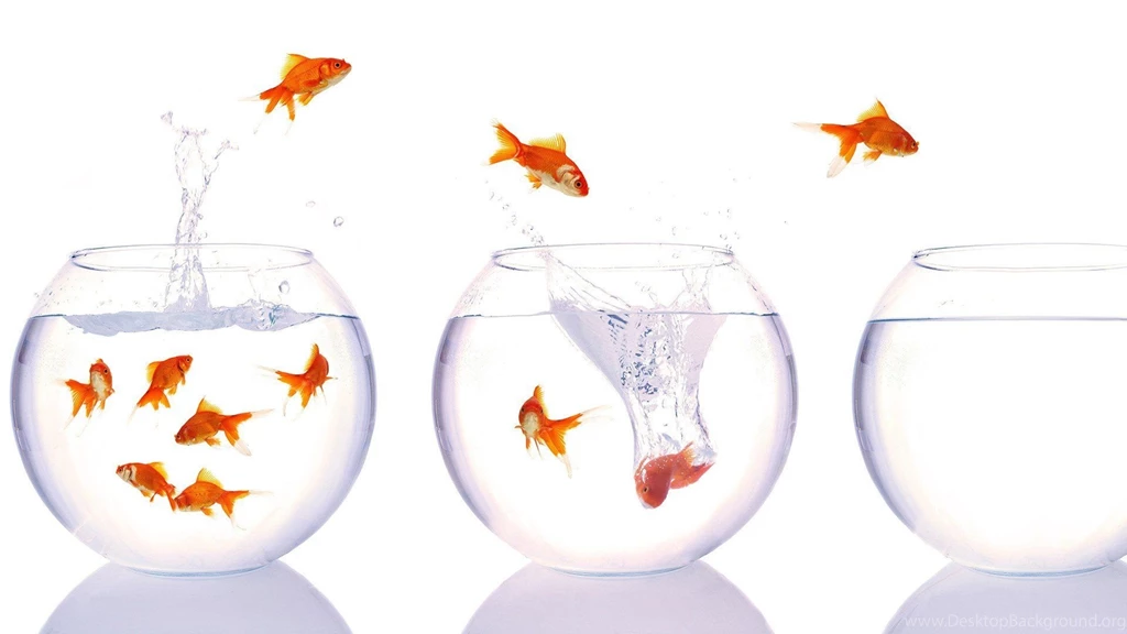 Fish Goldfish Bowls Wallpapers