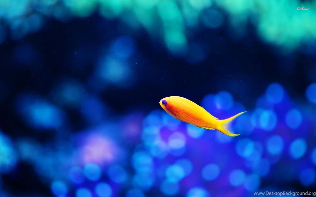 Goldfish Wallpapers Animal Wallpapers