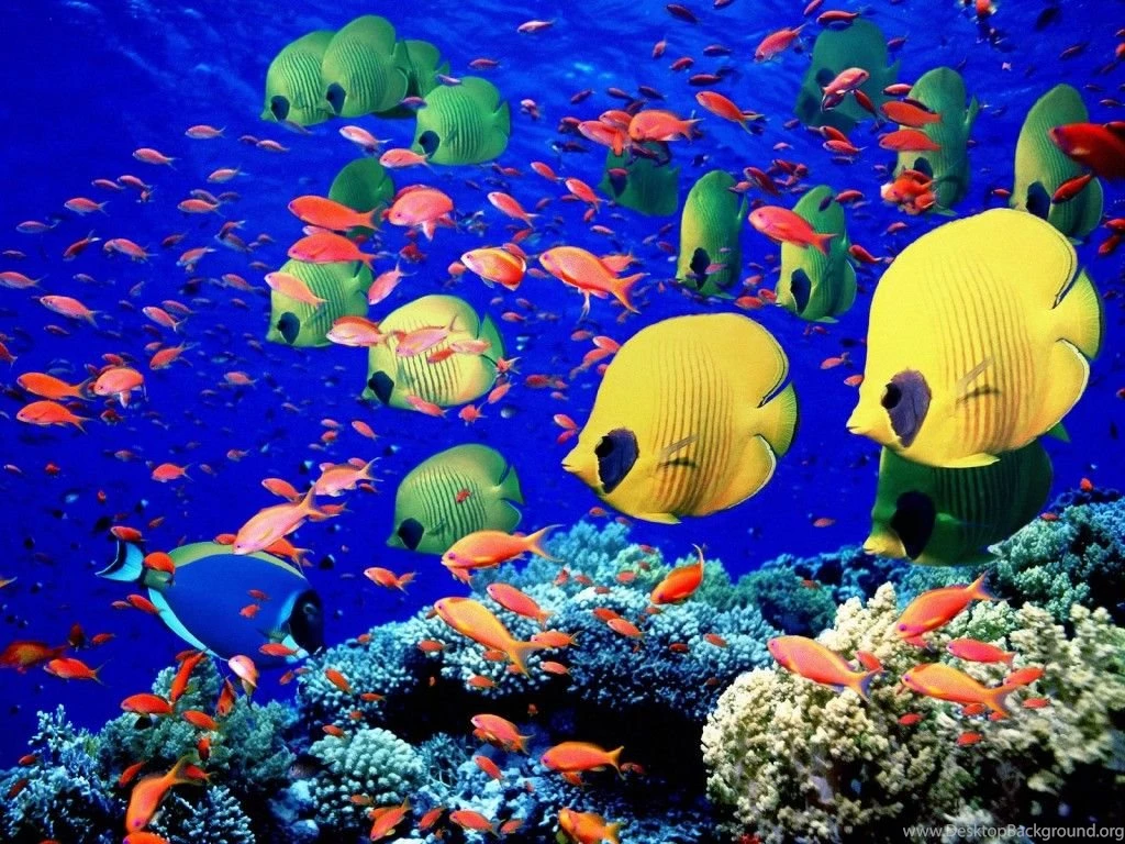 Free Beautiful Anemonefish Angelfish Sea Wallpapers For Computer ...