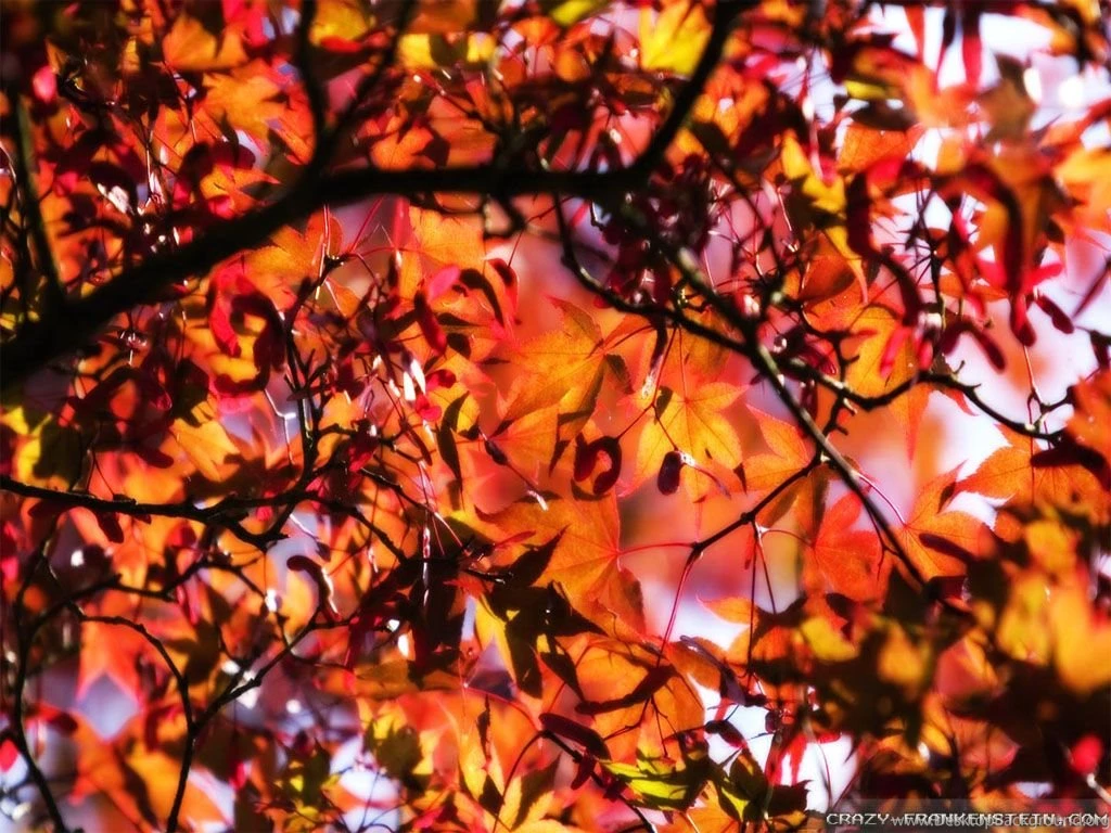 Fall Leaves Wallpapers