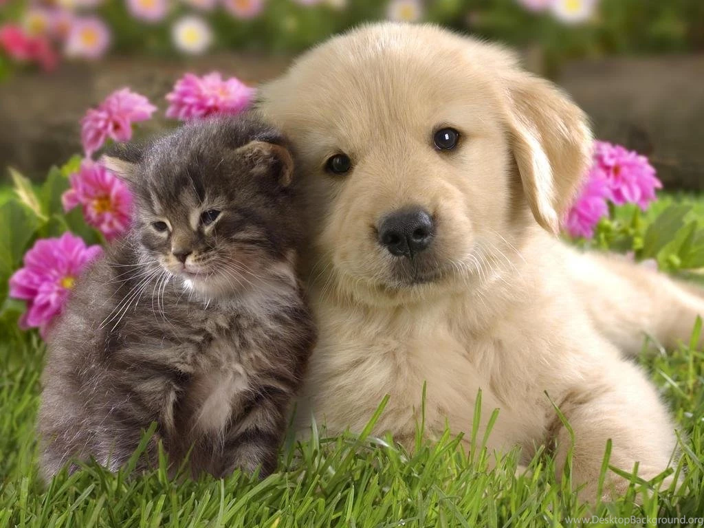 Free Wallpapers Of Animals Wallpapers Cave