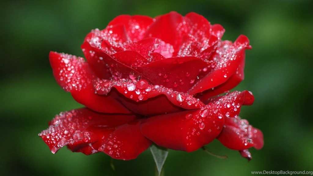 Red Rose Flowers Images And Wallpapers Download
