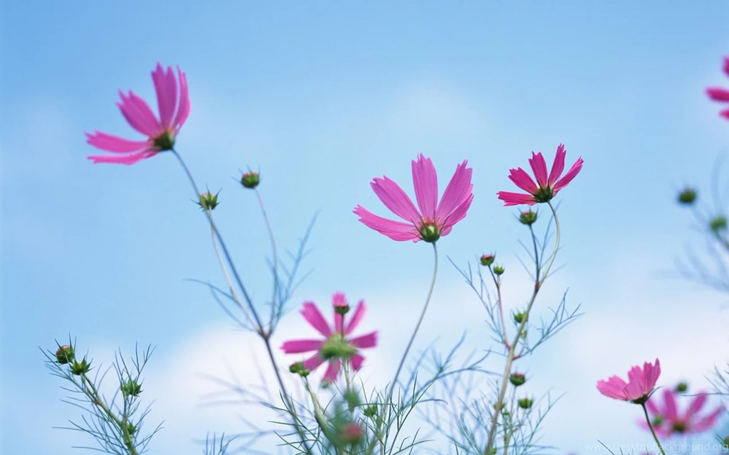 7 Cosmos Photo Cosmos Flowers Wallpapers Wallpapers HD ...