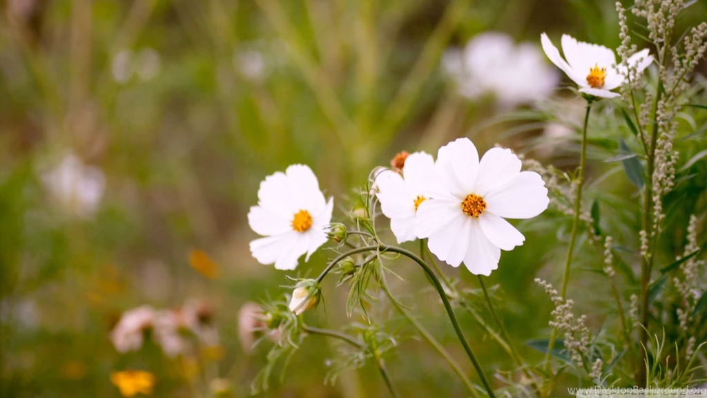 Download White Cosmos Flowers Wallpapers 1920x1080