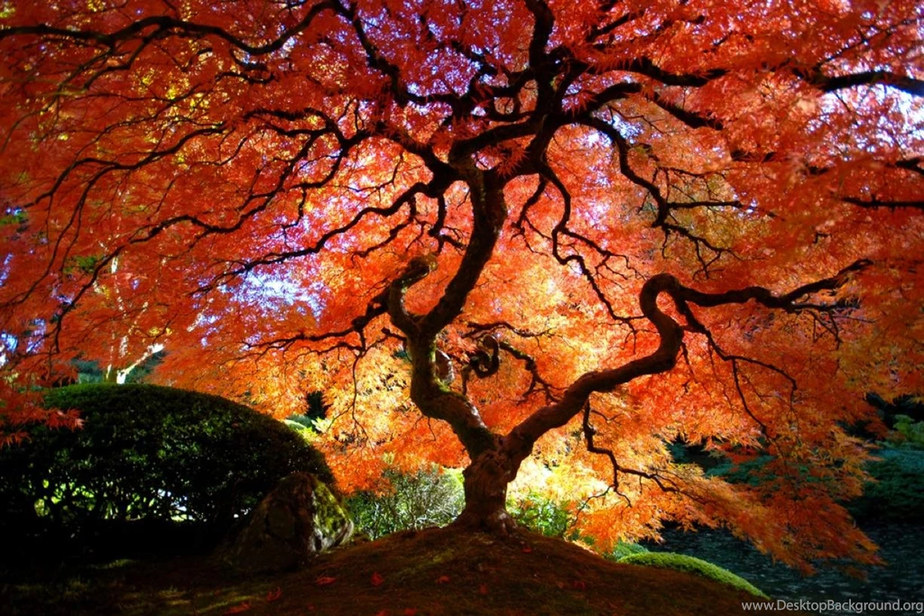 Japanese Maple : Pics Desktop Background