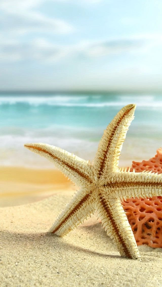 Starfish On The Beach Wallpapers 640x1136