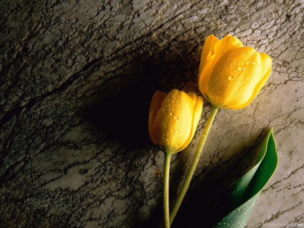 Best 100 Wallpapers Blog: Flowers Desktop Wallpapers