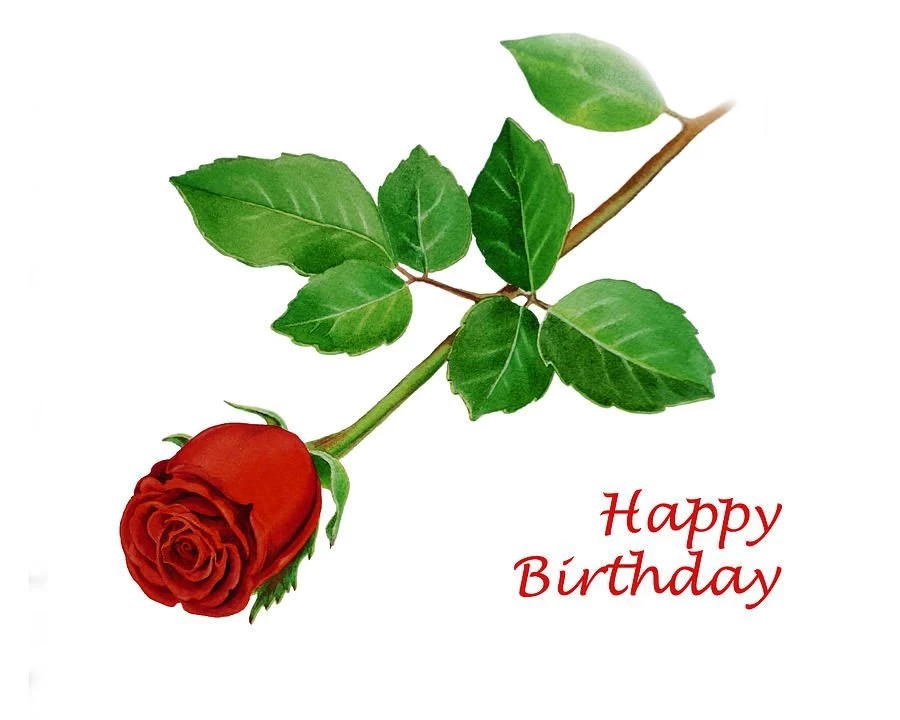 Red Roses, Most Popular Rose, Rose Wallpapers, Beautiful Rose, Red ...