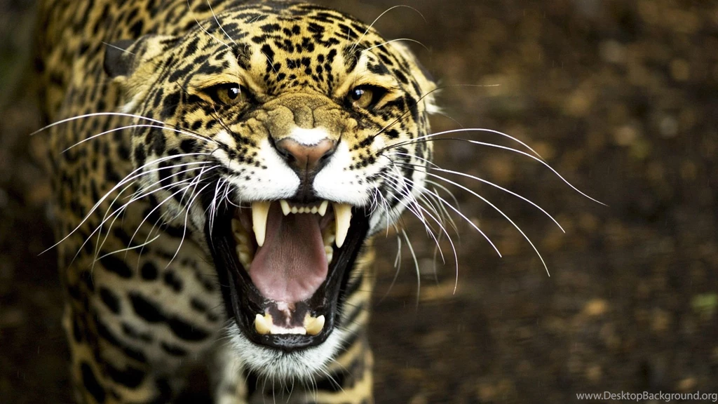 Leopard Amazing Wallpapers 8068 Amazing Wallpaperz