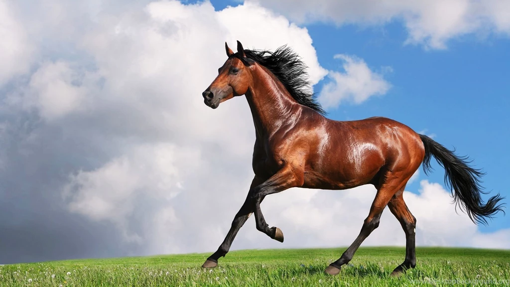 Arabian Horse HD Wallpapers 1080p.jpg