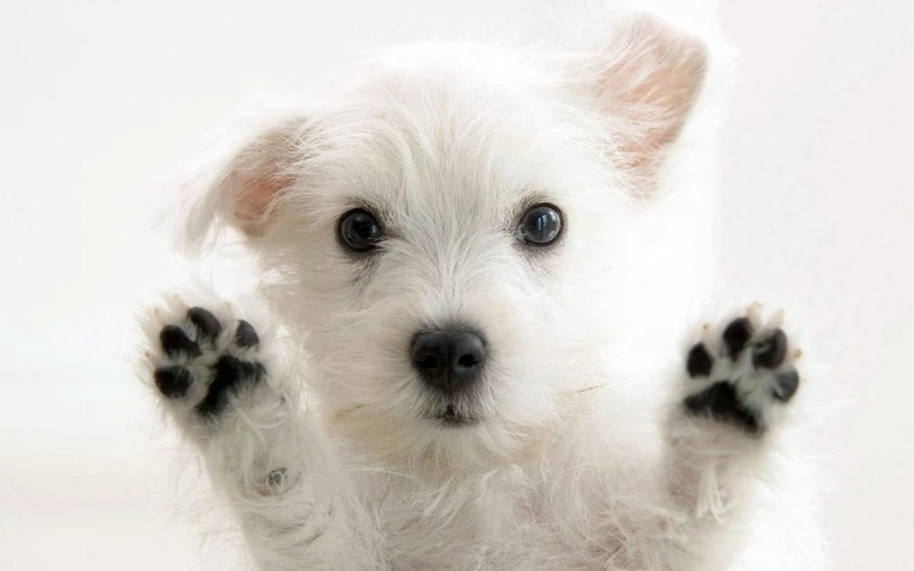 Download Free Puppy Backgrounds For Computer The Quotes Land