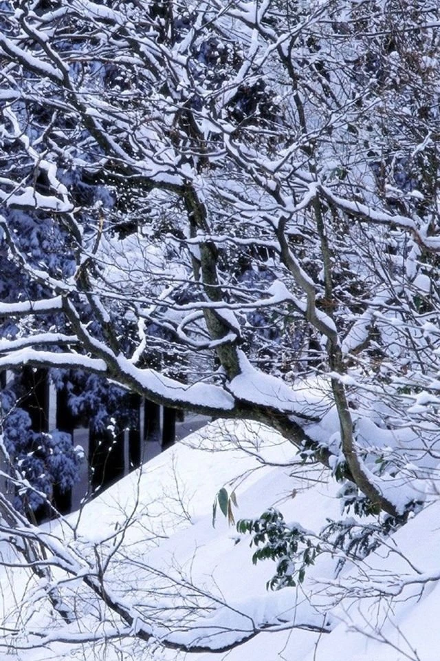 Free Iphone Wallpapers Hd: Winter Tree Iphone 4 Wallpapers Hd