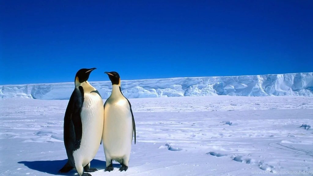 Download Wallpapers 2048x1152 Penguins, Couple, Snow, Ice ...