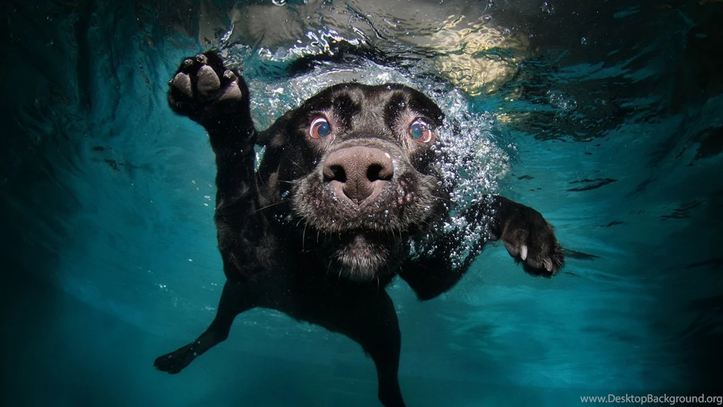 Funny Dog Wallpapers Hd Best HD Desktop Wallpapers 1080p HD Wallpapers