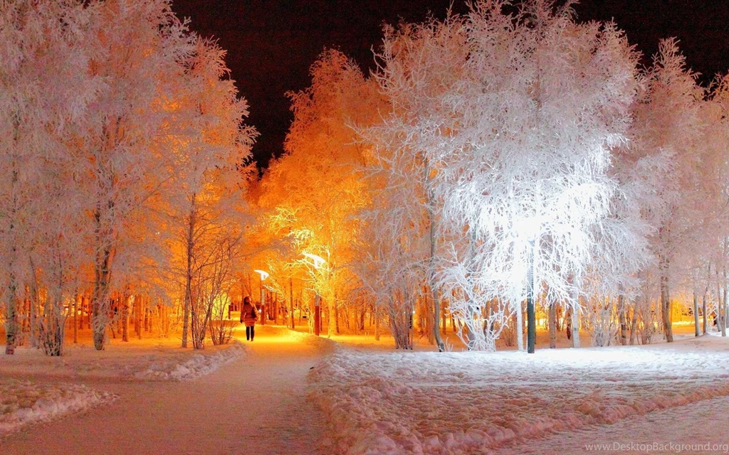 Lights In The Forest Winter Time >> HD Wallpaper, Get It Now!