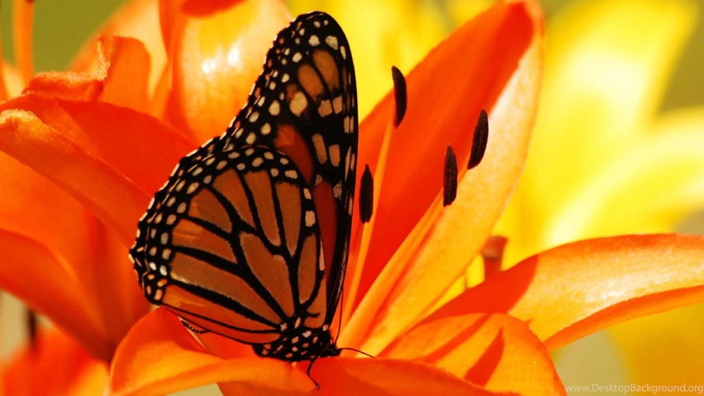 Download Wallpapers 2048x1152 Butterfly, Flower, Inside, Shadow HD ...