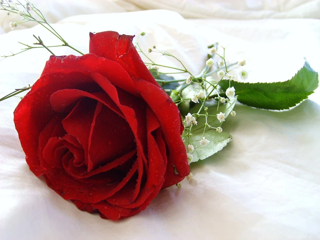 Beautiful Flowers Pictures 2.jpg