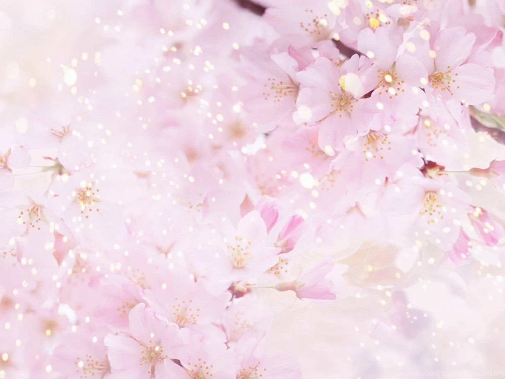 Flower Beautiful Wallpapers HD Wallpapers And Pictures