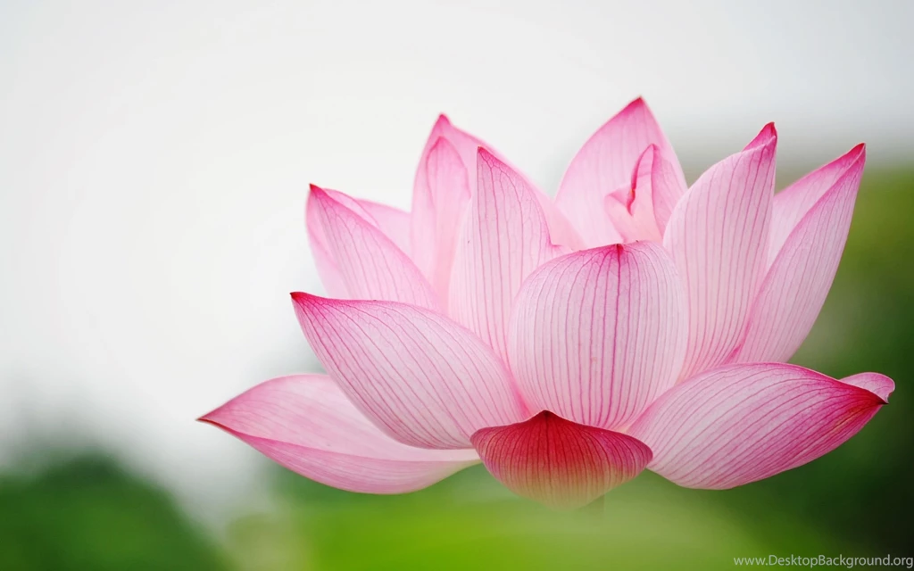 Nature Flower Garden Love Pink Lily Lotus Hd Wallpapers Wallpapers ...