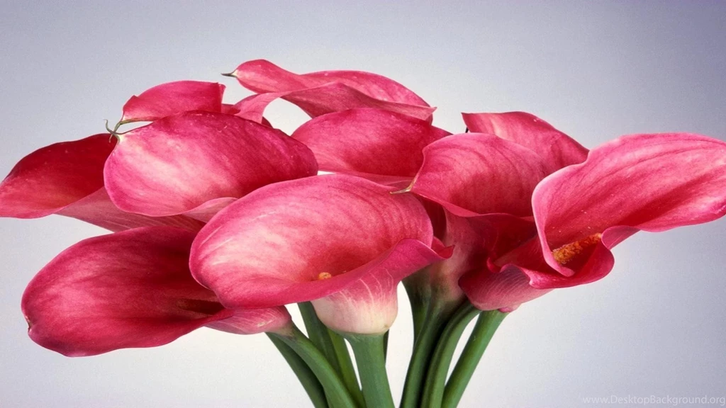 Pink Calla Lily Wallpapers » WallDevil Best Free HD Desktop And ...
