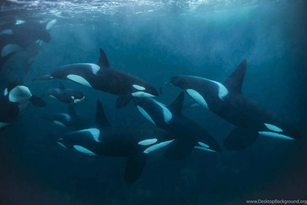 Wild Orca Underwater Wallpaper Desktop Background