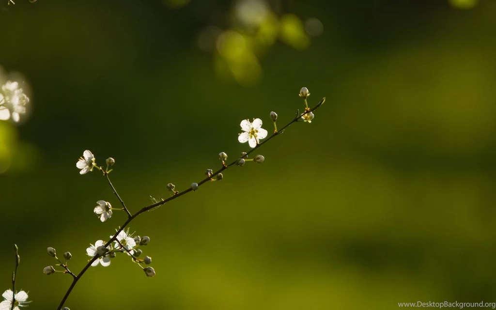 Flower Free Download And Wallpapers Download