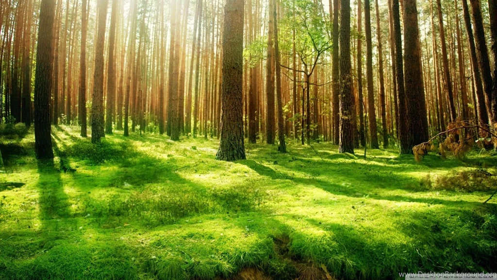 45 HD Beautiful Wallpapers/Backgrounds For Free Download
