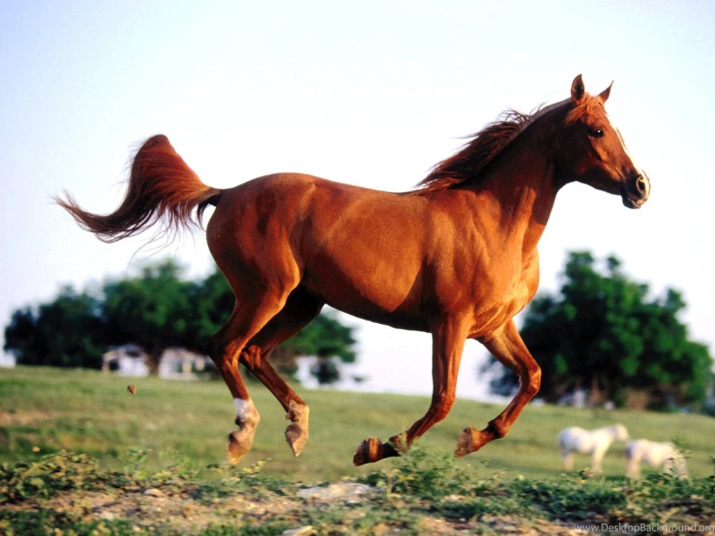 Wild Horse Wallpapers Wallpapers Cave