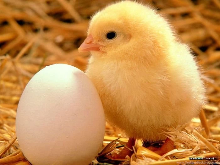Fuzzy Baby Chick Photo Close up Of Chick And Egg 1 Wallcoo.net