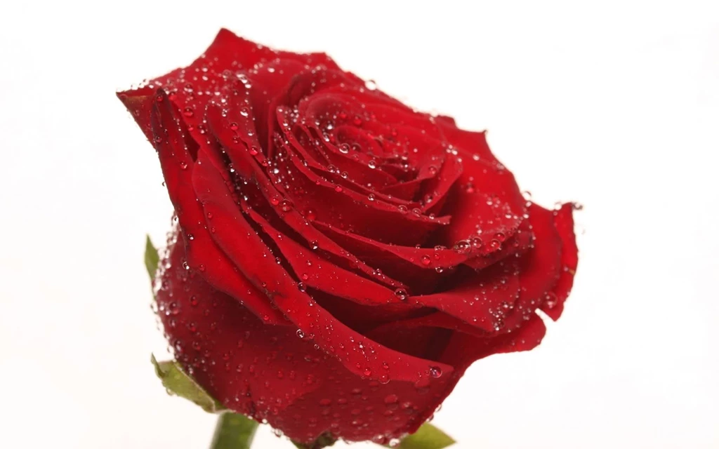 Red Rose 2016 HD Wallpapers On Rose Day