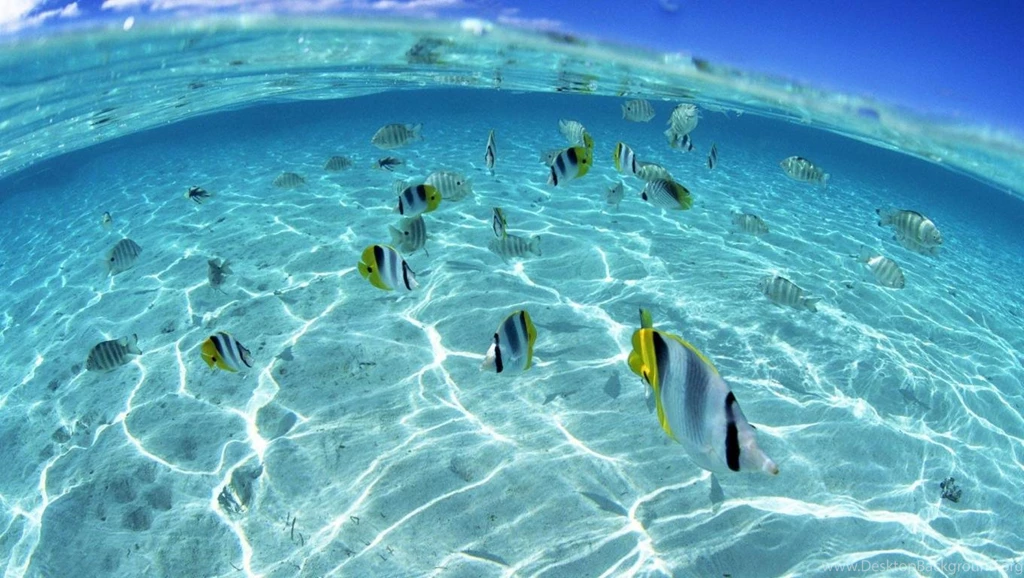 Hd Wallpapers Underwater Fish Backgrounds Wallpapers For Your ...