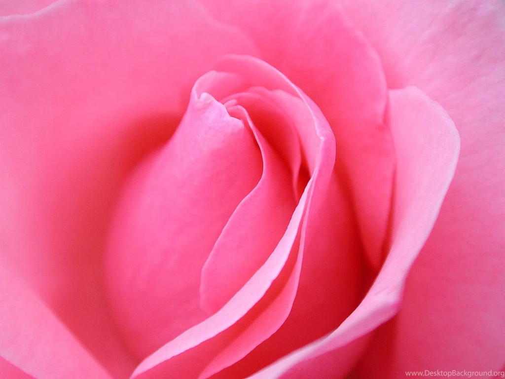 Beautiful HD Flowers Desktop Wallpapers