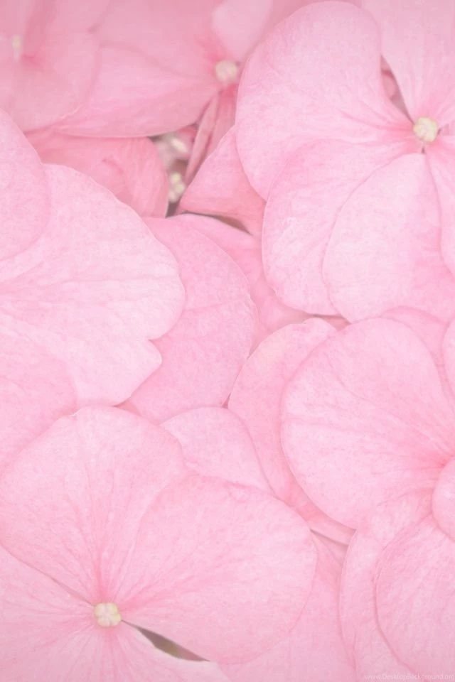 640x960 Pink Petals Iphone 4 Wallpapers