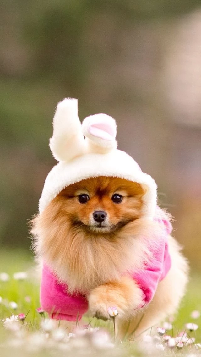 Cute Doggy iPhone 5s Wallpapers Download