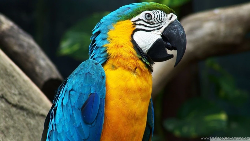 Blue And Yellow Macaw HD Desktop Wallpapers : High Definition ...
