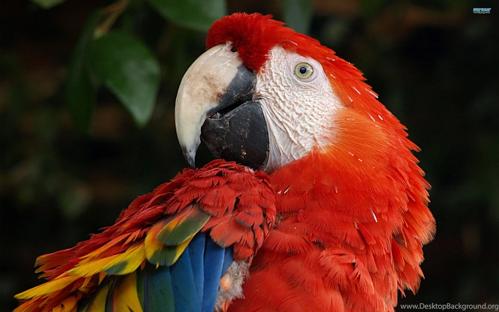 Scarlet Macaw Wallpapers Animal Wallpapers