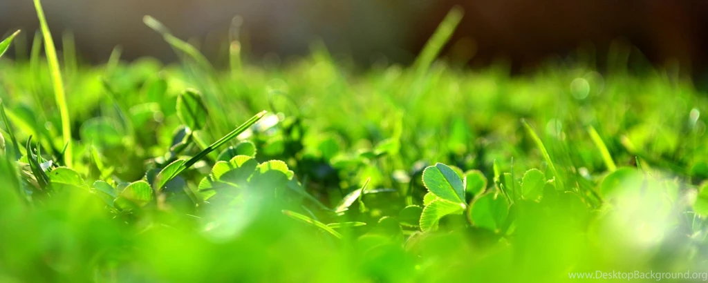 Download Wallpapers 2560x1024 Grass, Green, Macro, Clover, Blurring ...