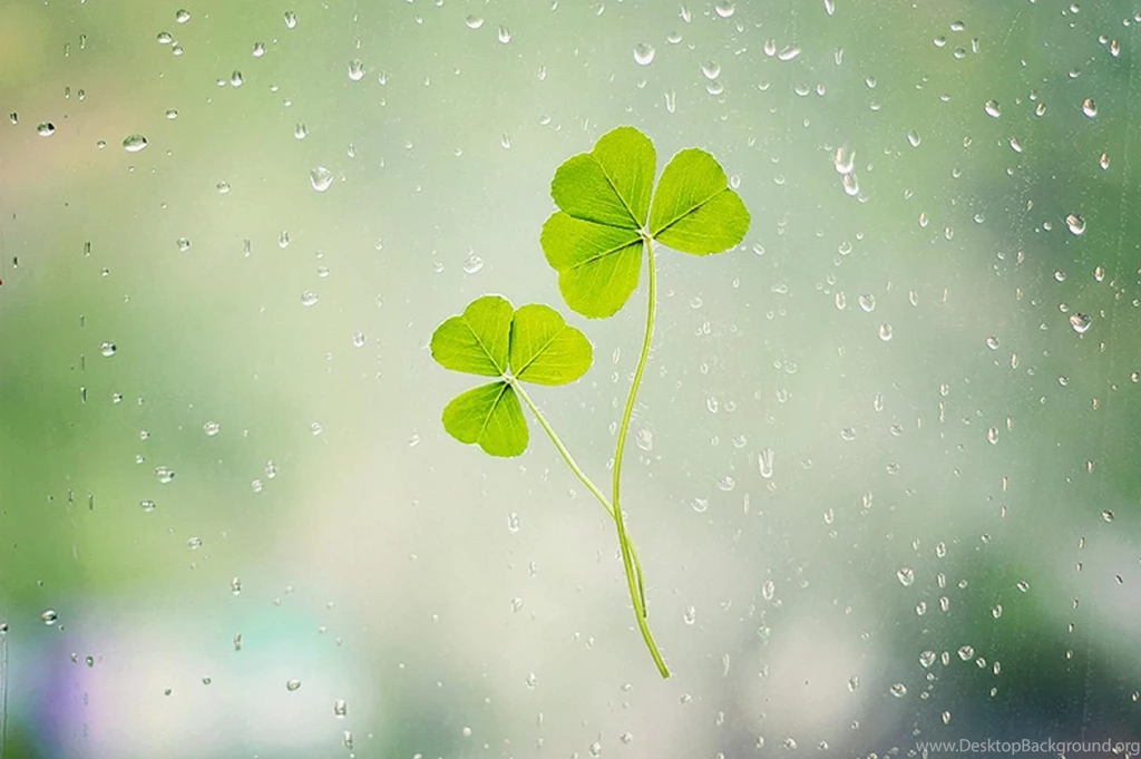Clover Computer Wallpapers, Desktop Backgrounds