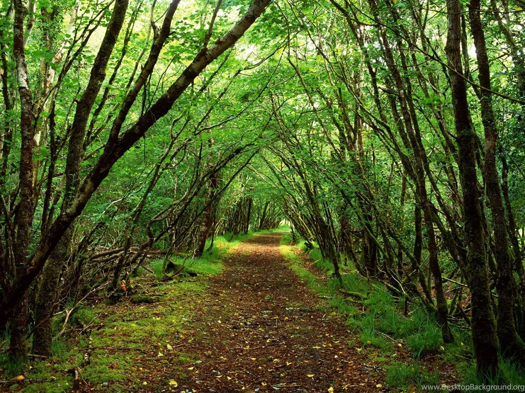 Green Forest Picture Wallpapers