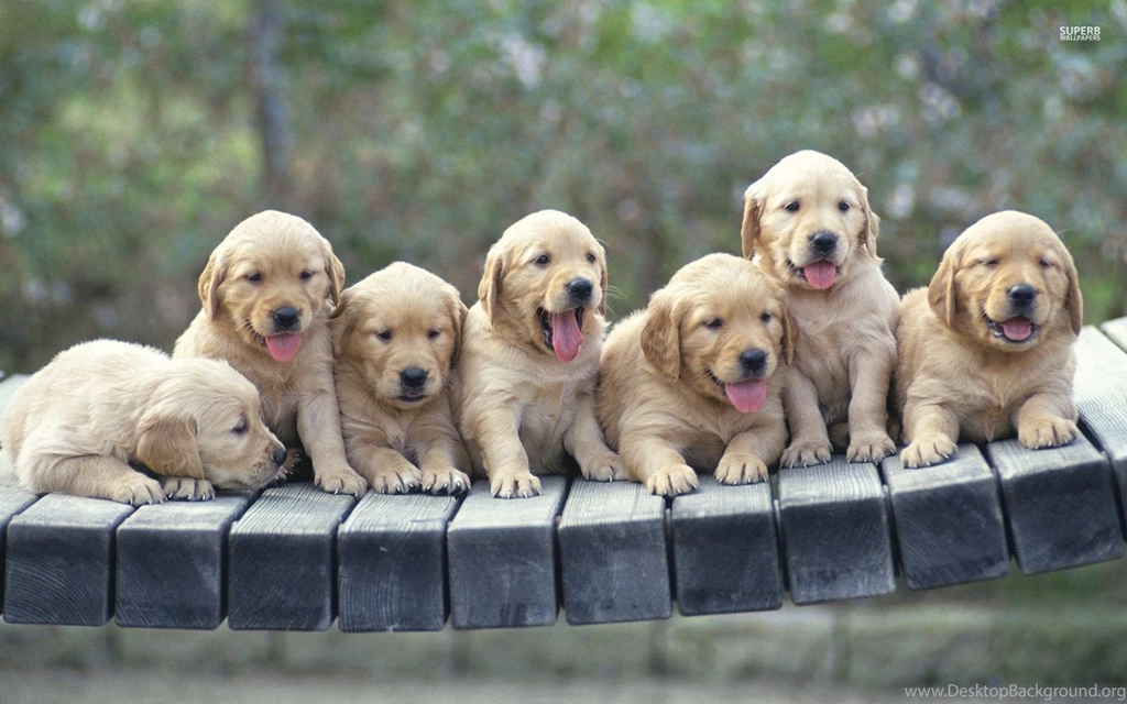 Golden Retriever Puppies Wallpapers Animal Wallpapers Desktop Background