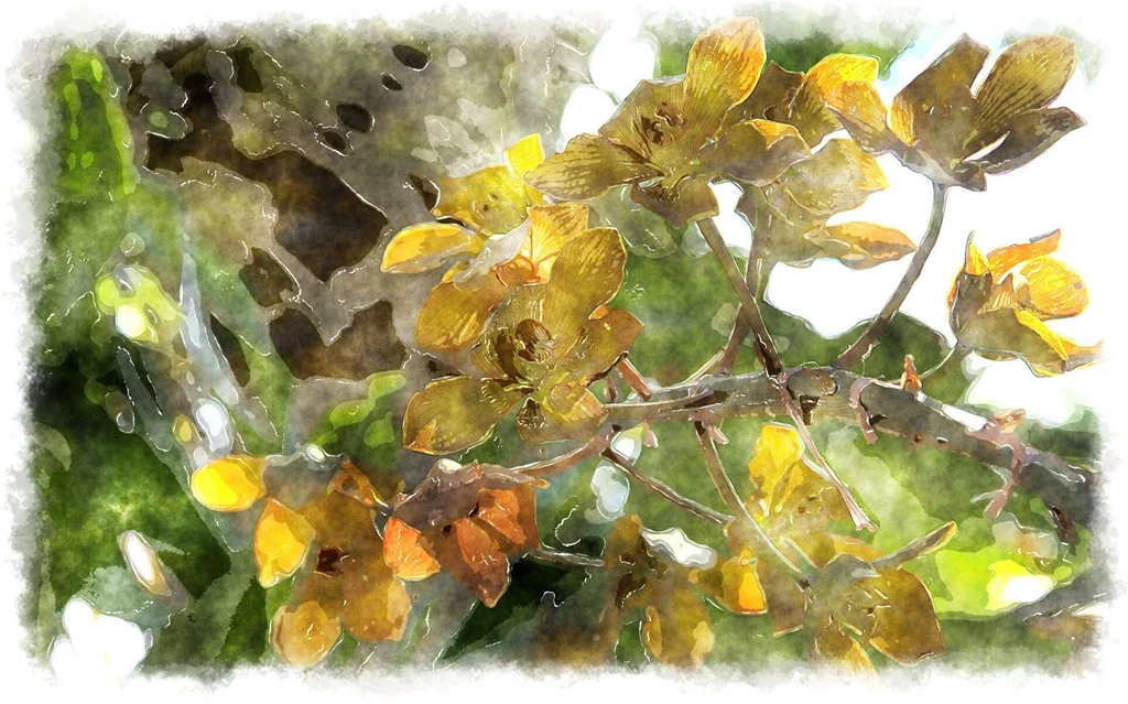 Watercolor Orchids, Watercolor Paintings Of Beautiful Orchids ...