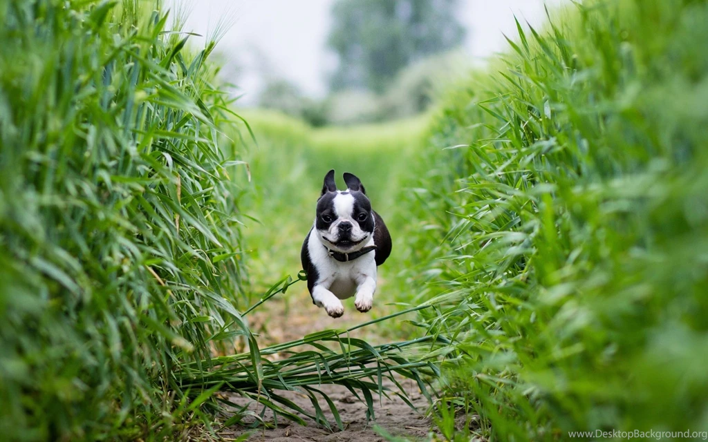 French Bulldog Runing Jump Wallpapers.jpg
