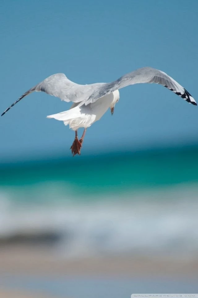 Seagull HD Desktop Wallpapers : High Definition : Fullscreen : Mobile